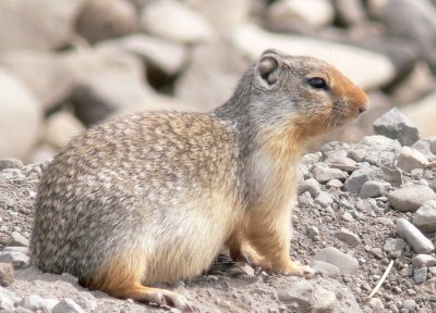 GroundSquirrel184.jpg