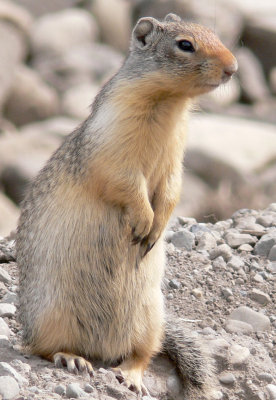 GroundSquirrel179.jpg
