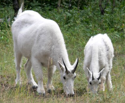 MountainGoats296.jpg