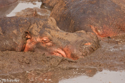 A very nasty, muddy hippo pond