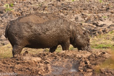 A very nasty, muddy hippo