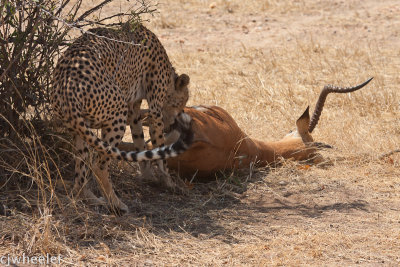 Cheetah pulling her kill into the shade