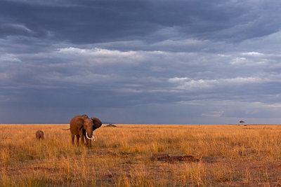 910-elephant dark sky-.jpg