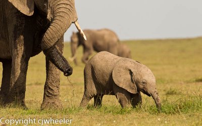 Cute baby elephant