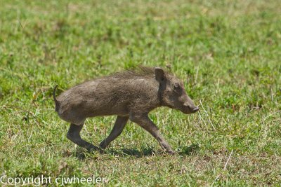 3 legged baby warthog