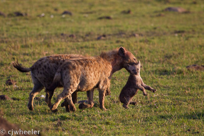 Help me!!!  Mom hyena carrying baby to a new den.