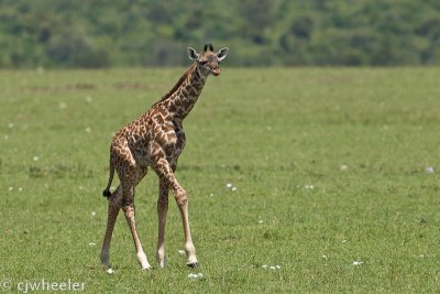 Baby giraffe so new there is still an umbilical cord