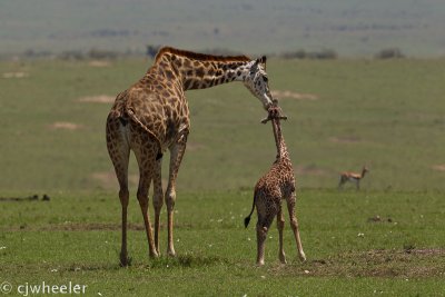 Okay, last one of this cute baby and mom.