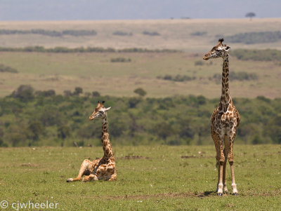 Giraffes are very vulnerable when they lay down so you don't see it real often.