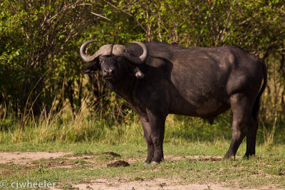 Cape buffalo