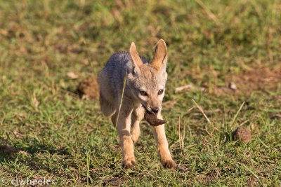 Very young black backed jackal