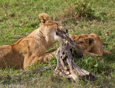 Two young cubs playing