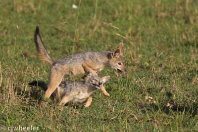 Black backed jackals playing leap frog