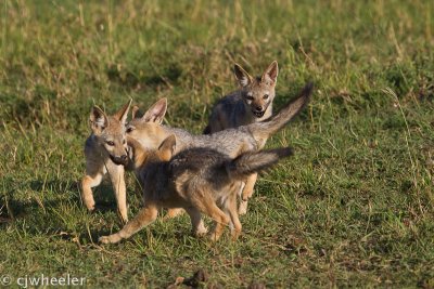 Black backed jackals playing