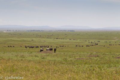 Wildebeest all over the plains