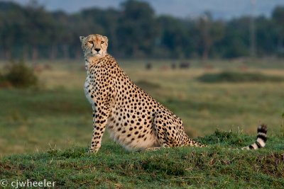 A cheetah looking very full