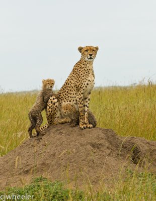 Cheetah, Malaika, with two 4 month old cubs