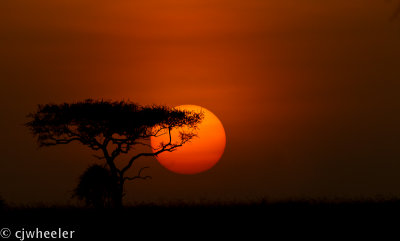Sunset in the Mara