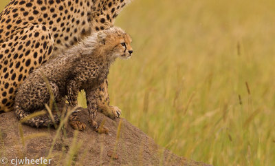 Cheetah. Malaika's cub - love the hair