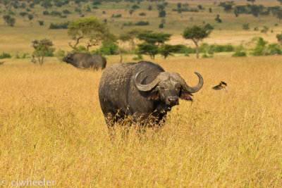 Cape buffalo in the Mara