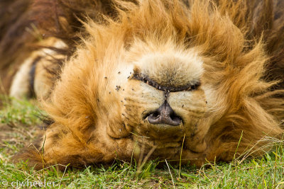 Napping lion