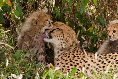 Cheetah. Malaika cub bath