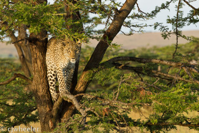 Acacia, the leopard mom