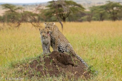 Leopards Acacia and her cub Fig