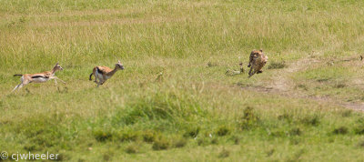 Cheetah, Malaika, chase and kill. Not great photos but it was great action!