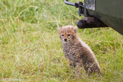 Cheetah, Cheetah, Malaika, Malaika's cub waiting while Mom is on top of the vehicle looking for dinner