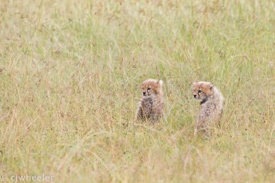 Malaika's cubs