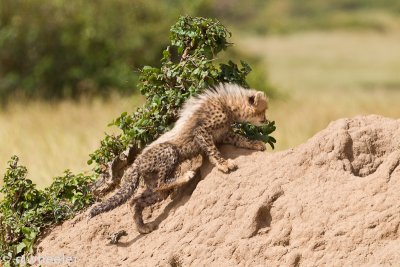 Cheetah Malaika's club climbing the tall hill