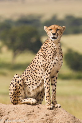 Cheetah. Malaika, the mom