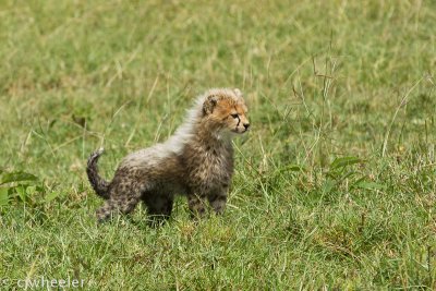 Wet cheetah cub. The grass was wet most mornings