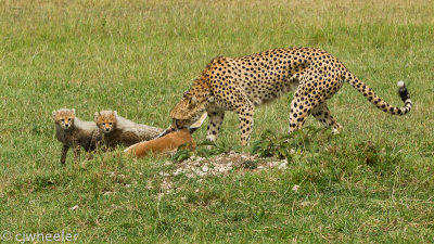 Cheetahs with kill Malaika