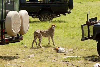 Cheetah, Malaika, scared for her cubs because she is surrounded by vehicles