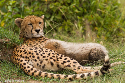 Nursing cheetah cub Malaika