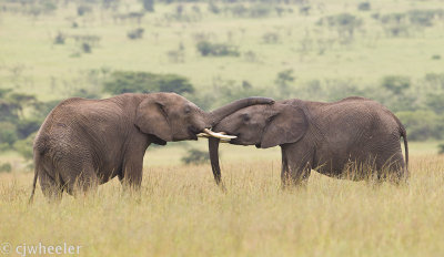 Elephant happiness!