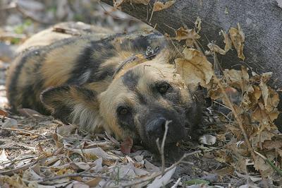 We didn't get to see the wild dogs in action, just taking a nap.