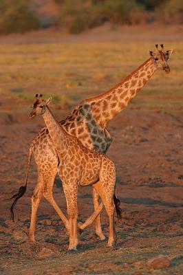 Giraffes in golden light