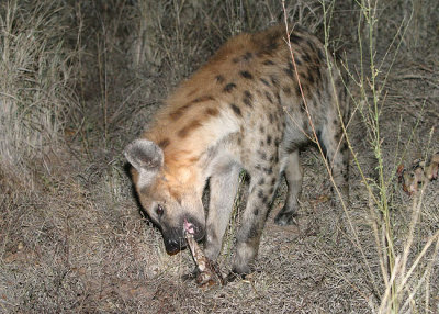 MM This hyena showed up and the leopard left. The hyena chewed on the bone awhile and then left.