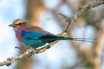 MM Lilac Breasted Roller
