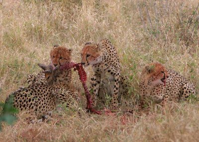 MM Cheetah luncheon - a mom and her 3 cubs