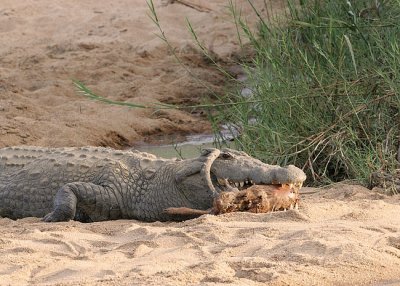 MM This croc ate a whole impala.  Couldn't quite get it all down. Took about 3 days to eat it.