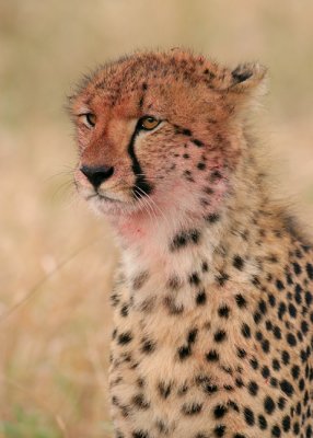 MM Cheetah, after lunch.