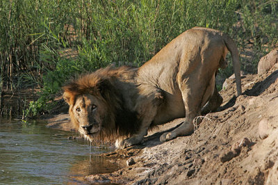 MM Look how fat this lion's stomach is! No wonder he's thirsty.