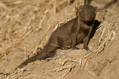 MM Dwarf mongoose.  K told the ranger she wanted to take one home. He said - catch one and you can have it.