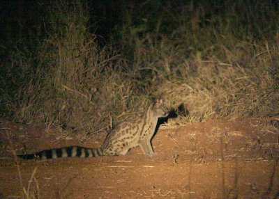 MM This is a Genet.  Very dark, no flash, not a great shot.