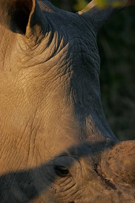Rhino's have very large foreheads