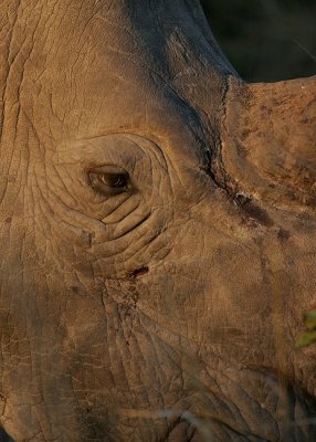 and small eyes.. Rhino cannot see very well but their sense of smell is very good.